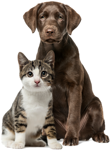 Cachorro marrom e gato cinza/branco juntos posando para foto